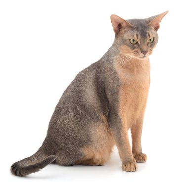 Koyu gri kedi beyaz arka planda izole edilmiş.