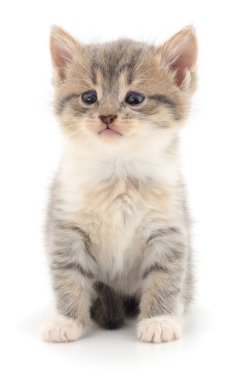 Beyaz arka planda izole edilmiş küçük gri kedi yavrusu.