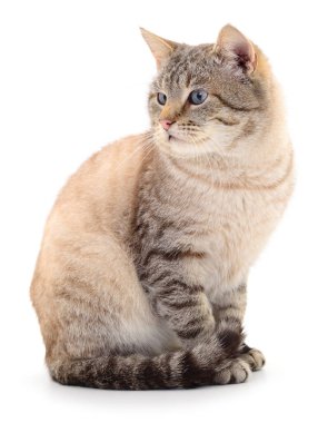 Koyu gri kedi beyaz arka planda izole edilmiş.