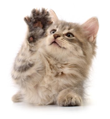 Beyaz arka planda izole edilmiş küçük gri kedi yavrusu.