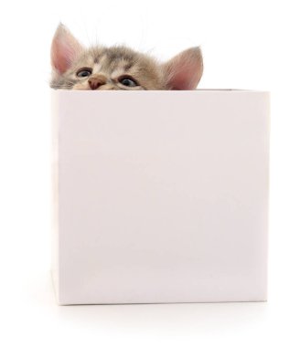Beyaz arka planda izole edilmiş karton kutudaki kedi yavrusu.