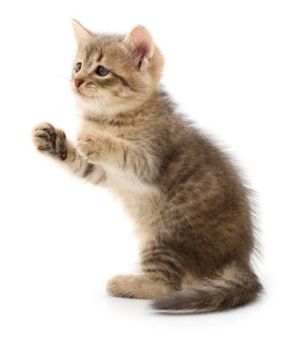 Beyaz arka planda izole edilmiş küçük gri kedi yavrusu.