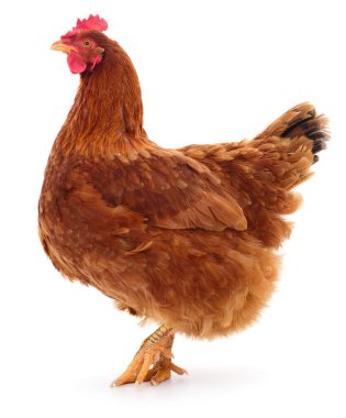 Genç kahverengi tavuk beyaz arka planda izole edildi.