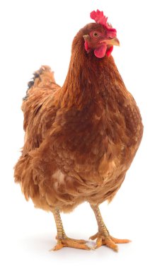 Genç kahverengi tavuk beyaz arka planda izole edildi.