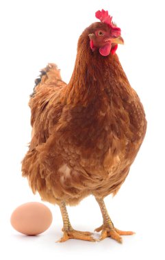 Kahverengi tavuk ve yumurta beyaz arka plan üzerinde izole.