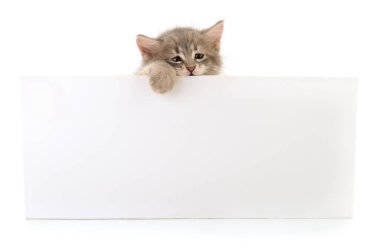 Beyaz arkaplanda boş izole kedi yavrusu.