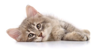 Beyaz arka planda izole edilmiş küçük gri kedi yavrusu.