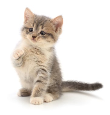 Beyaz arka planda izole edilmiş küçük gri kedi yavrusu.