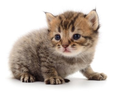 Beyaz arka planda izole edilmiş küçük kahverengi kedi yavrusu.
