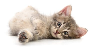 Beyaz arka planda izole edilmiş küçük gri kedi yavrusu.