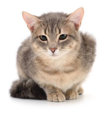 Beyaz arka planda izole edilmiş küçük gri kedi yavrusu.