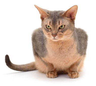 Koyu gri kedi beyaz arka planda izole edilmiş.