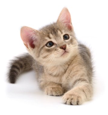 Beyaz arka planda izole edilmiş küçük gri kedi yavrusu.