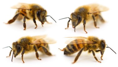 Beyaz arkaplanda izole edilmiş bir arının yakın çekim görüntüsü 