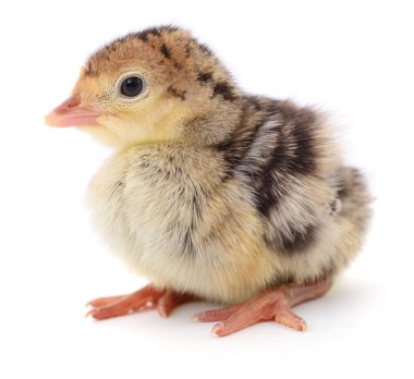 Beyaz arka planda izole edilmiş şirin yeni doğmuş tavuk hindisi..