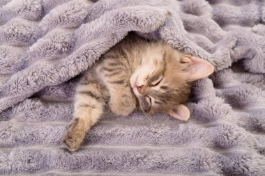 Gri bir battaniyenin üzerinde uyuyan küçük gri bir kedi yavrusu.
