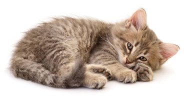 Beyaz arka planda izole edilmiş küçük gri kedi yavrusu.