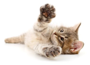 Beyaz arka planda izole edilmiş küçük gri kedi yavrusu.