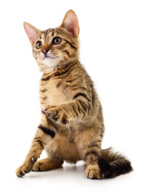 Beyaz arka planda izole edilmiş küçük kahverengi kedi yavrusu.