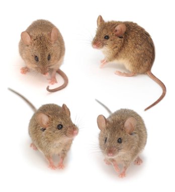 Gri Ahşap fare beyaz arkaplanda izole.