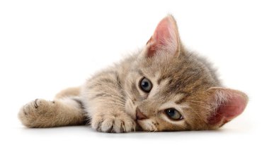 Beyaz arka planda izole edilmiş küçük gri kedi yavrusu.