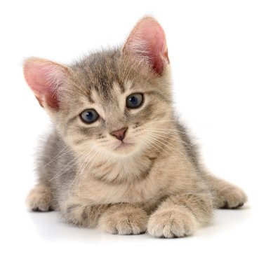 Beyaz arka planda izole edilmiş küçük gri kedi yavrusu.