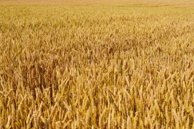 Buğday tarlası. Altın buğday kulakları yakın mesafede.
