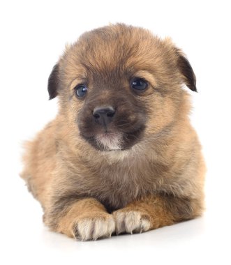 Beyaz arka planda izole edilmiş küçük bir yavru..