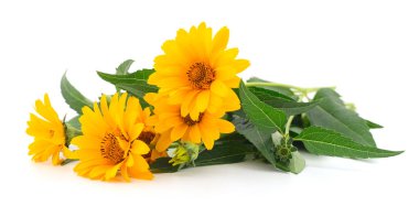 Beyaz arkaplanda beş sarı çiçek. 