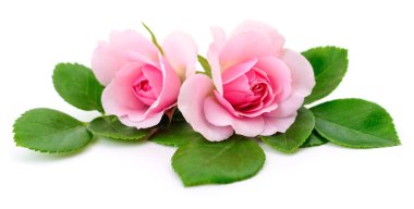 Beyaz arka planda iki güzel pembe gül.