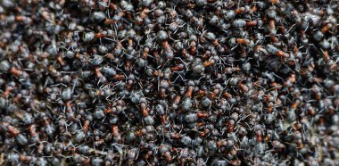 Bir grup kahverengi orman karıncaları. Doğa arkaplanı. 