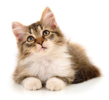 Beyaz arka planda izole edilmiş küçük kahverengi kedi yavrusu.