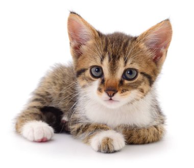 Beyaz arka planda izole edilmiş küçük kahverengi kedi yavrusu.