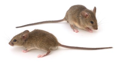 Gri Ahşap fare beyaz arkaplanda izole.