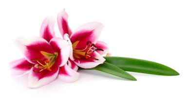 Beyaz arka planda iki pembe zambak izole edilmiş..