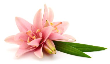 Beyaz arka planda iki pembe zambak izole edilmiş..