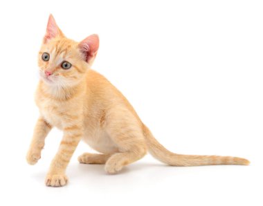 Beyaz arka planda izole edilmiş küçük kahverengi kedi yavrusu.