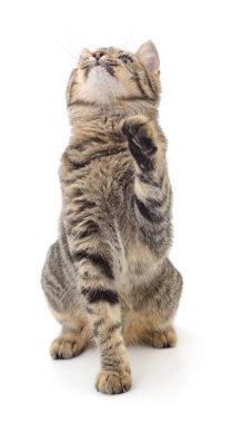 Beyaz arka planda izole edilmiş küçük kahverengi kedi yavrusu.