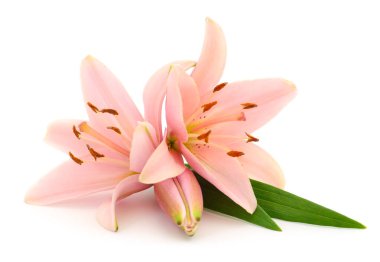 Beyaz arka planda iki pembe zambak izole edilmiş..