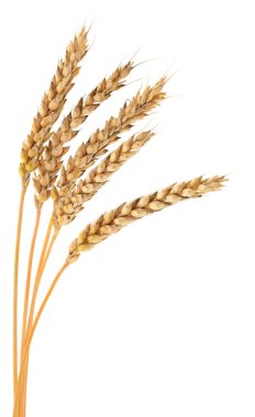 Beyaz arkaplanda yalıtılmış buğday kulakları.