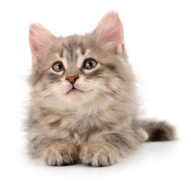 Beyaz arka planda izole edilmiş küçük gri kedi yavrusu.