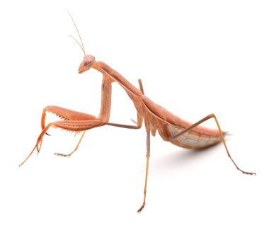 Beyaz arka planda izole edilmiş Avrupa peygamber devesi veya peygamberdevesi.