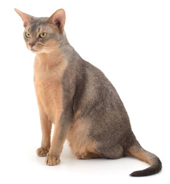 Koyu gri kedi beyaz arka planda izole edilmiş.