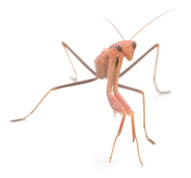 Beyaz arka planda izole edilmiş Avrupa peygamber devesi veya peygamberdevesi.