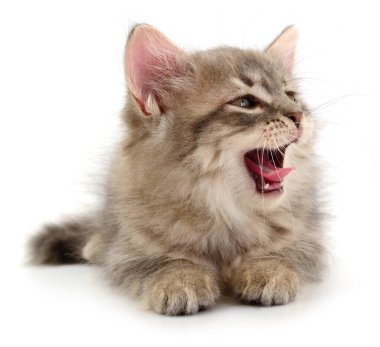 Ağzı açık beyaz arka planda uzanan sevimli tüylü kedi yavrusu oyuncu ya da meraklı bir ifade sergiliyor.