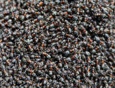 Yoğun bir siyah ve kırmızı karınca sürüsünün makro görüntüsü, karmaşık vücut detaylarını ve hareket şekillerini gösteriyor, takım çalışmasını ve koloni yaşamını sembolize ediyor..