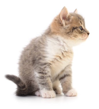 Beyaz patileri ve göğsü olan, beyaz bir arka planda izole edilmiş, oturup sağa bakan sevimli, tüylü, gri bir tekir kedinin yan görüntüsü.