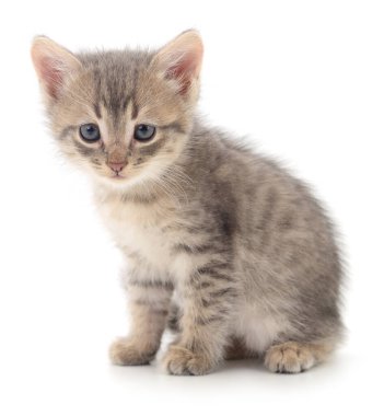 Beyaz arka planda yalnız oturan sevimli gri tekir kedicik, büyük gözlü küçük evcil kedi, evcil hayvan bakımı, evlat edinme, hayvan sevgisi ve veterinerlik teması için mükemmel..