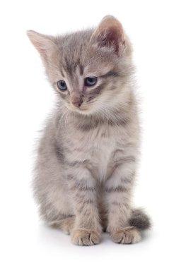 Sevimli gri tekir kedicik beyaz arka planda izole bir şekilde oturuyor ve aşağıya bakıyor. Hayvan bakımı, veterinerlik, evlat edinme ve hayvan severler teması için mükemmel..