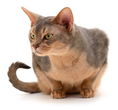 Beyaz arka planda yeşil gözlü güzel Habeş kedisi. Evcil hayvanlar, soylu kediler, kedi cinsi ve ev arkadaşları kavramı